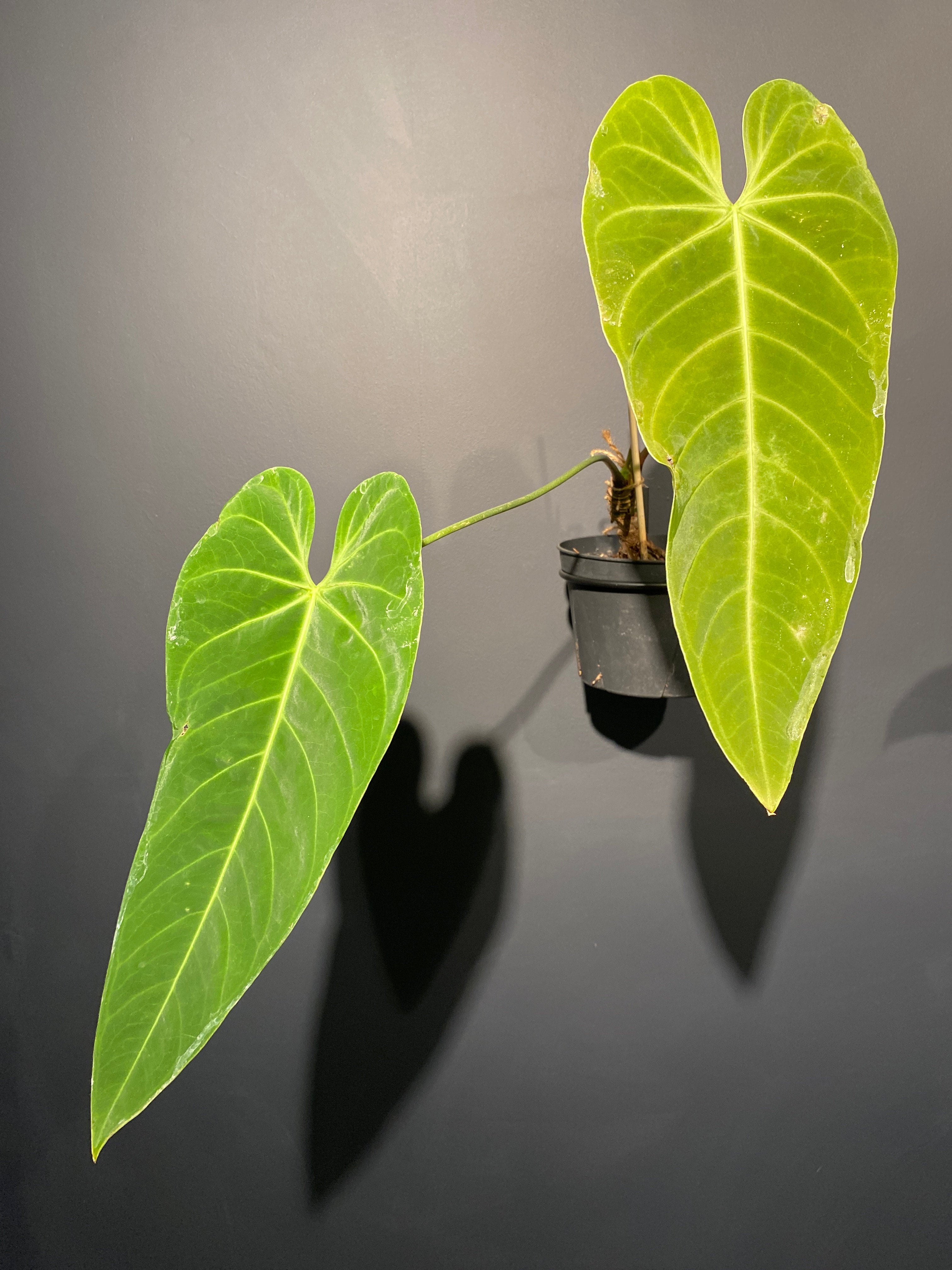 Anthurium cirinoi velvet