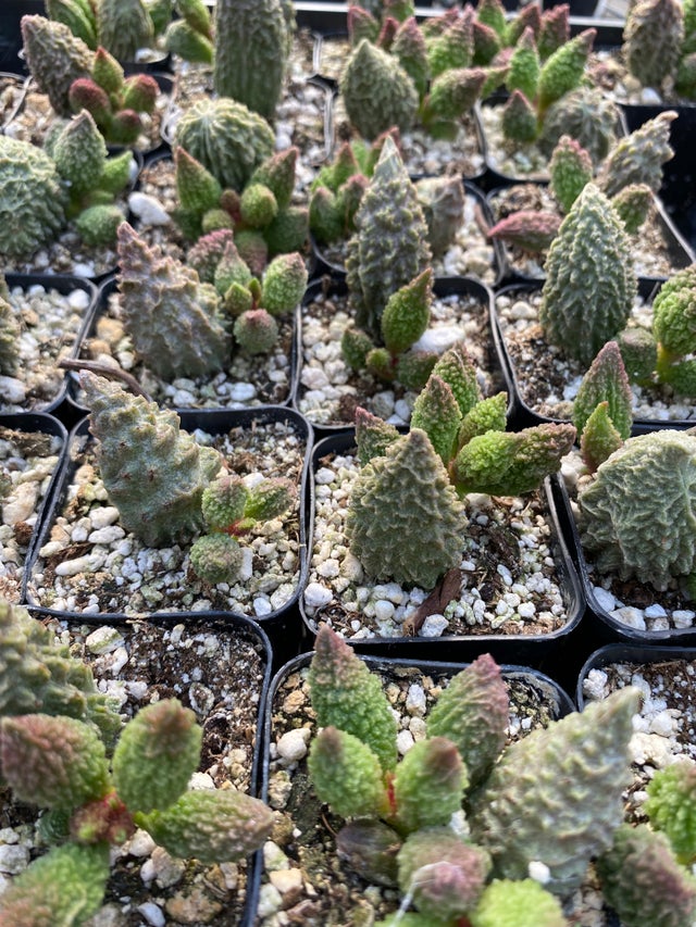 Succulents | Jade & Co