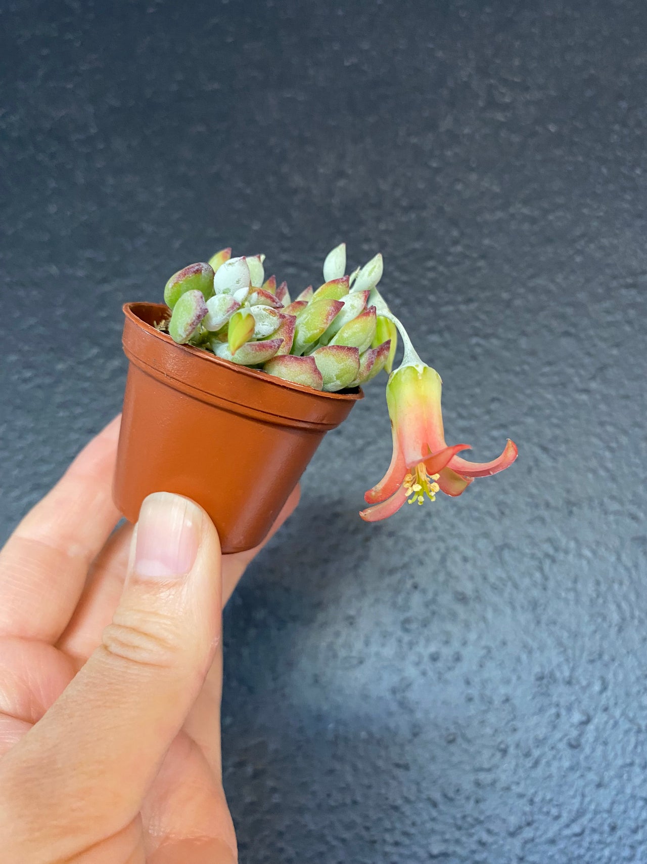Succulents | Jade & Co