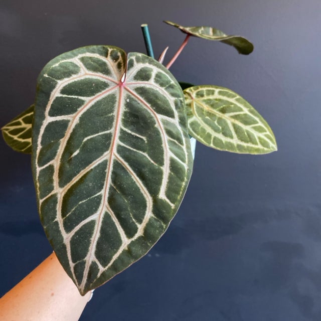 Wish list plants | Jade & Co