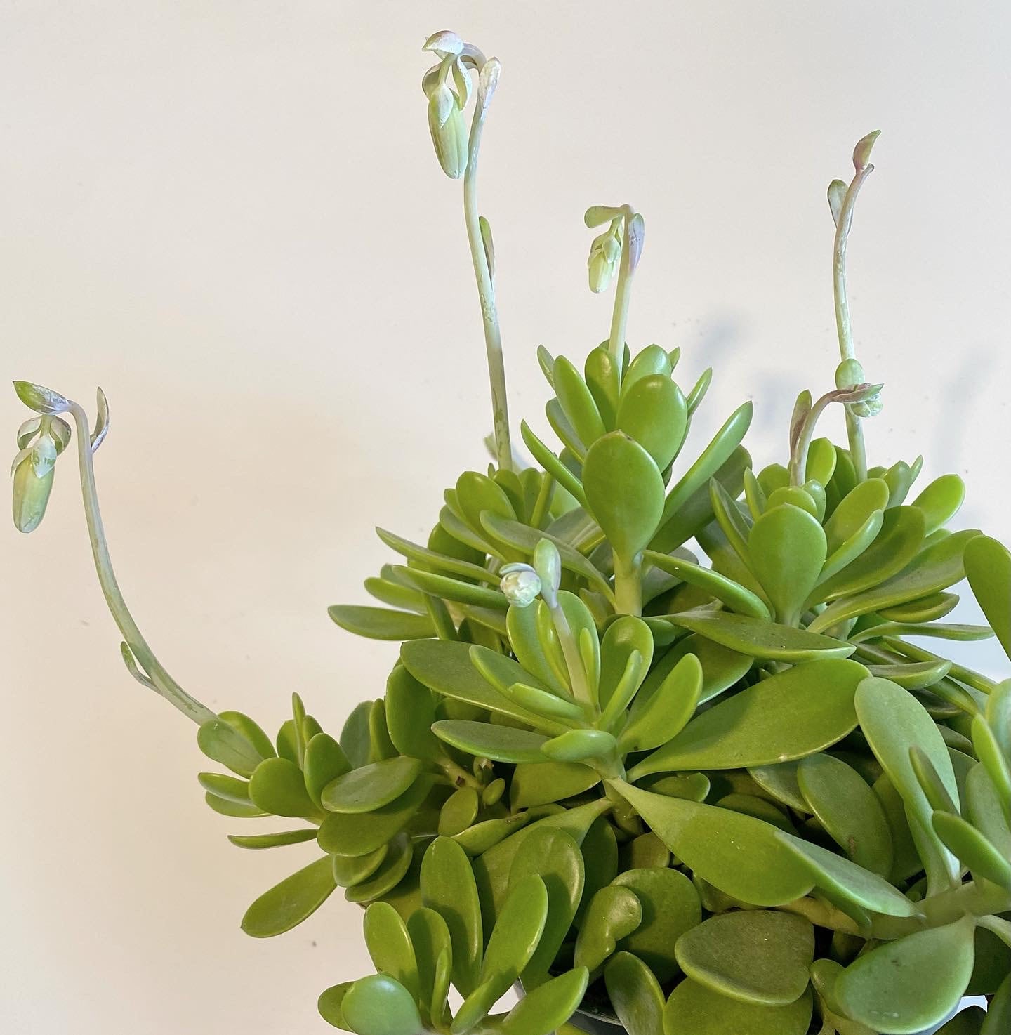 Senecio jacobsenii 'Trailing Jade' | Jade & Co