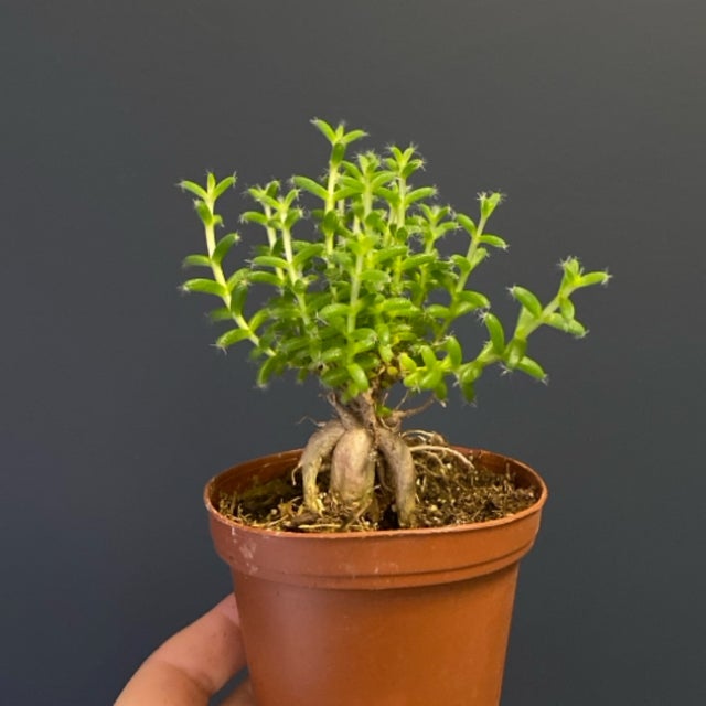 EMP アデニア ケラマンサス 実生 / CX199 Succulents | Jade & Co