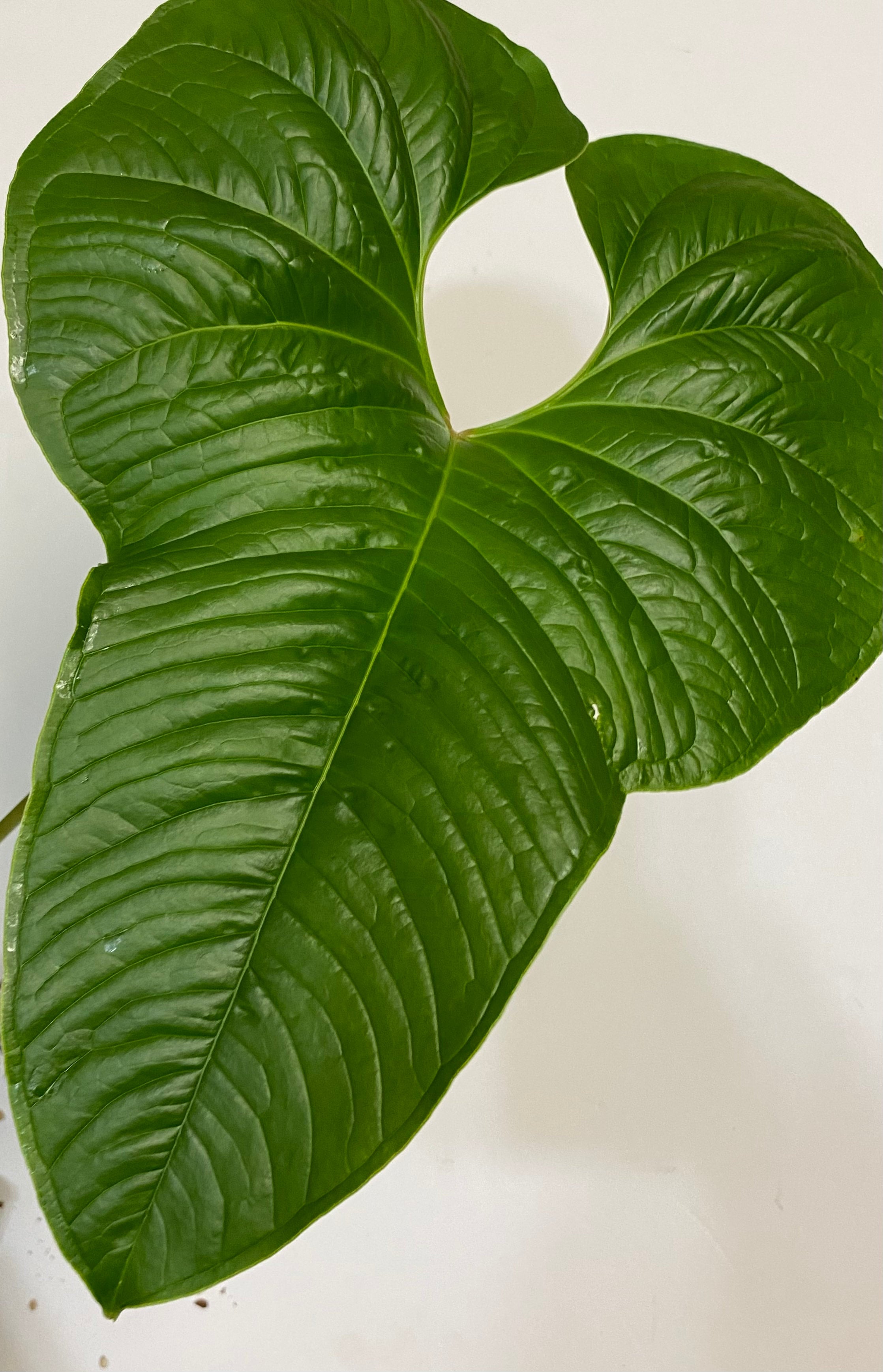 anthurium pallidiflorum Anthurium pallidiflorum main image 0