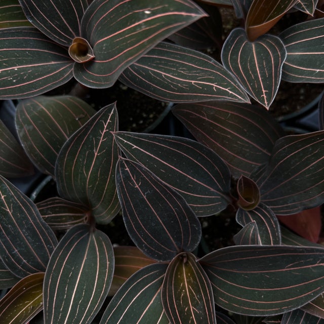 Wish list plants | Jade & Co