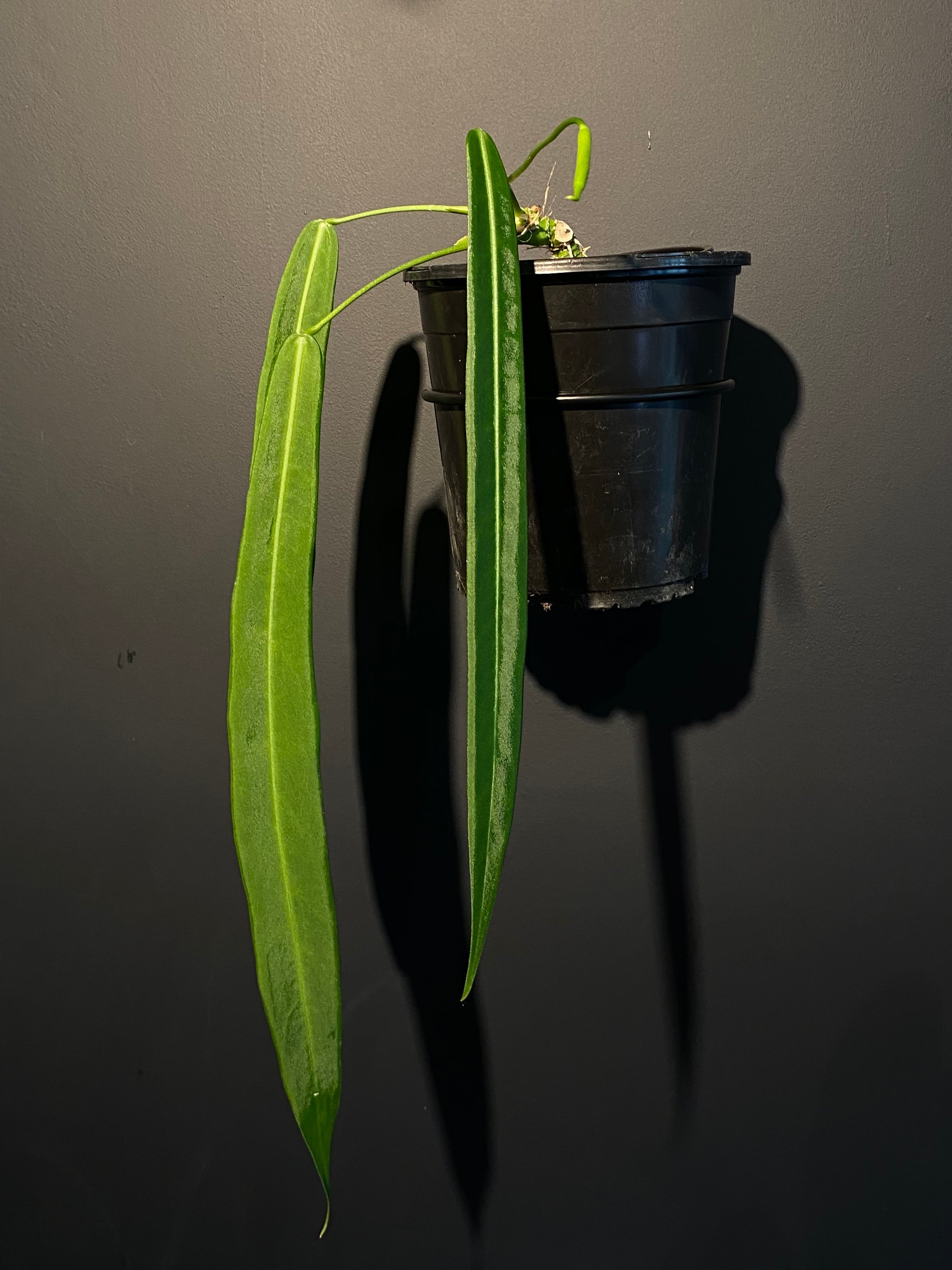 Anthurium pallidiflorum | Jade & Co