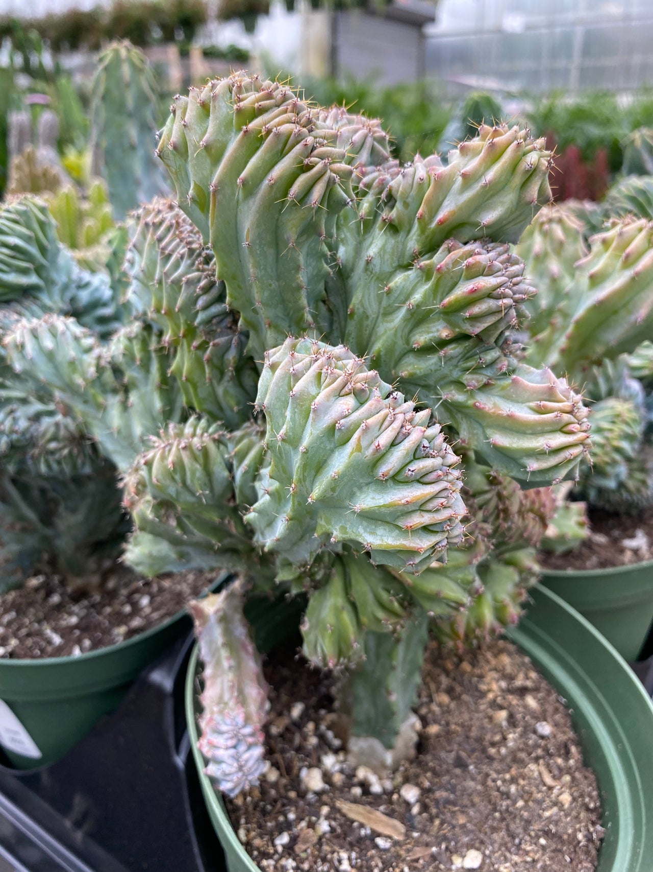 Succulents | Jade & Co
