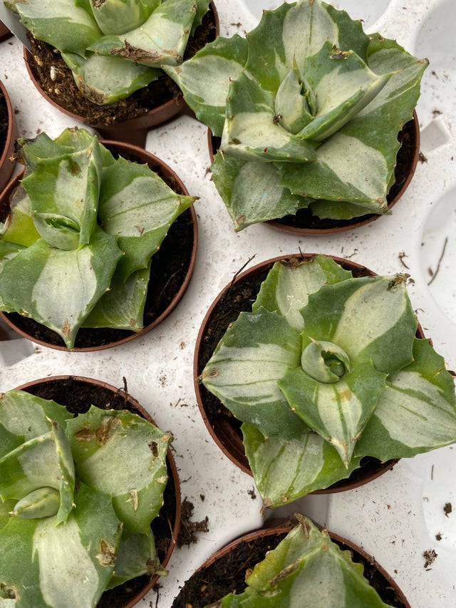 Succulents | Jade & Co