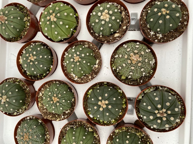 Succulents | Jade & Co