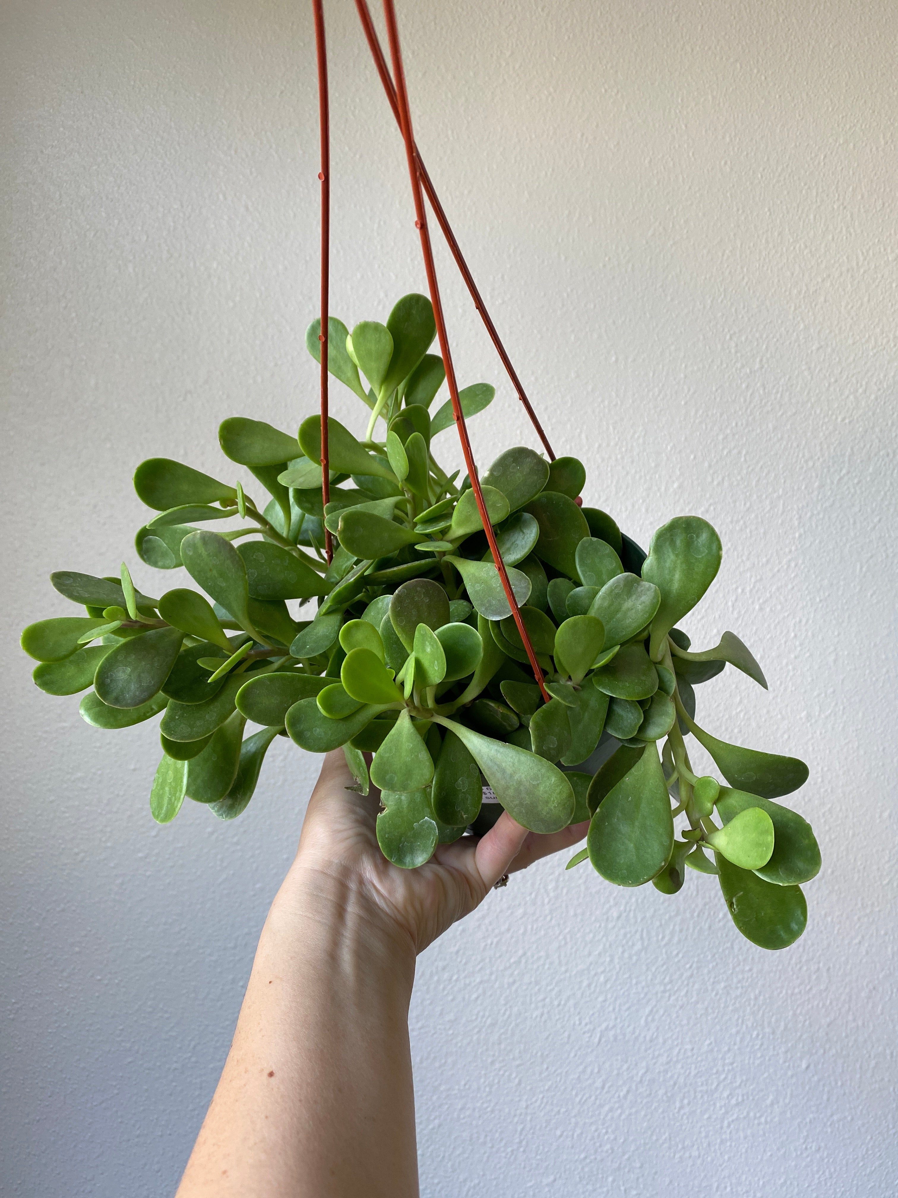 Senecio jacobsenii 'Trailing Jade' | Jade & Co