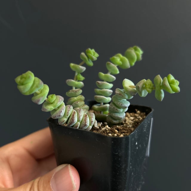 EMP アデニア ケラマンサス 実生 / CX199 Succulents | Jade & Co