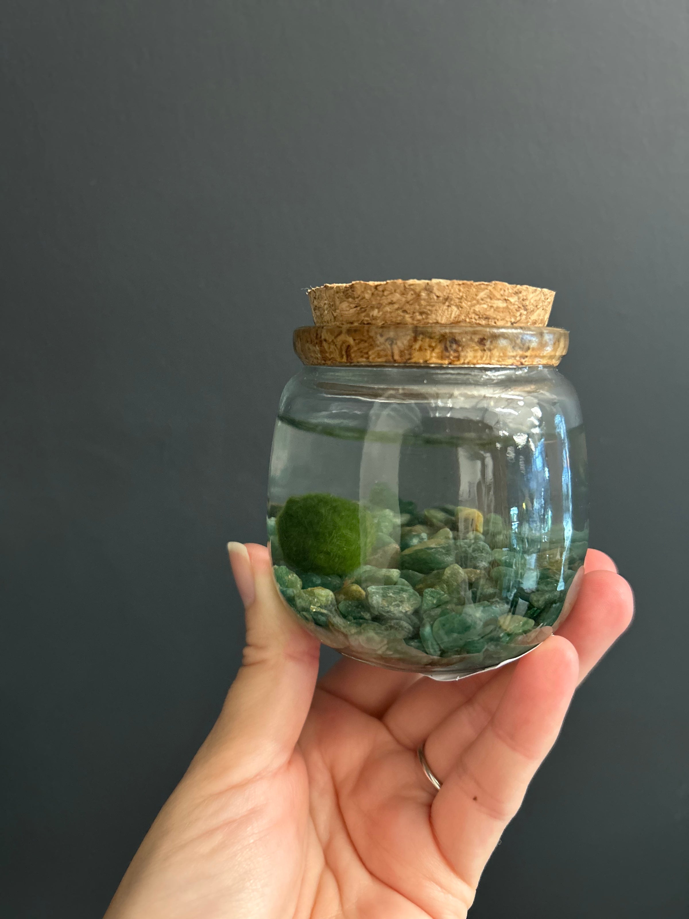 Marimo Moss Amigos *Blind Box* | Jade & Co