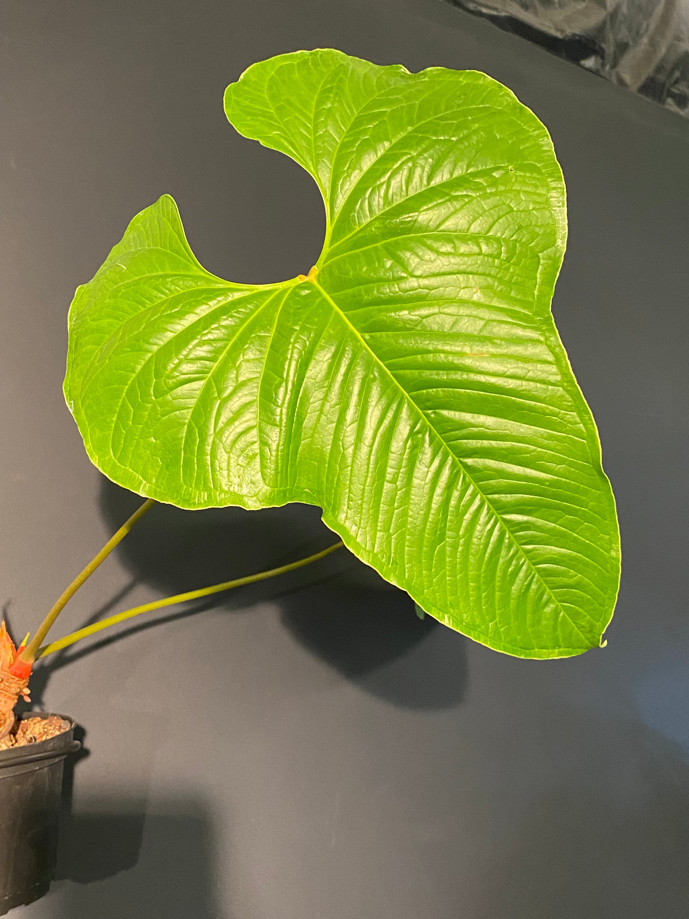 Anthurium insigne