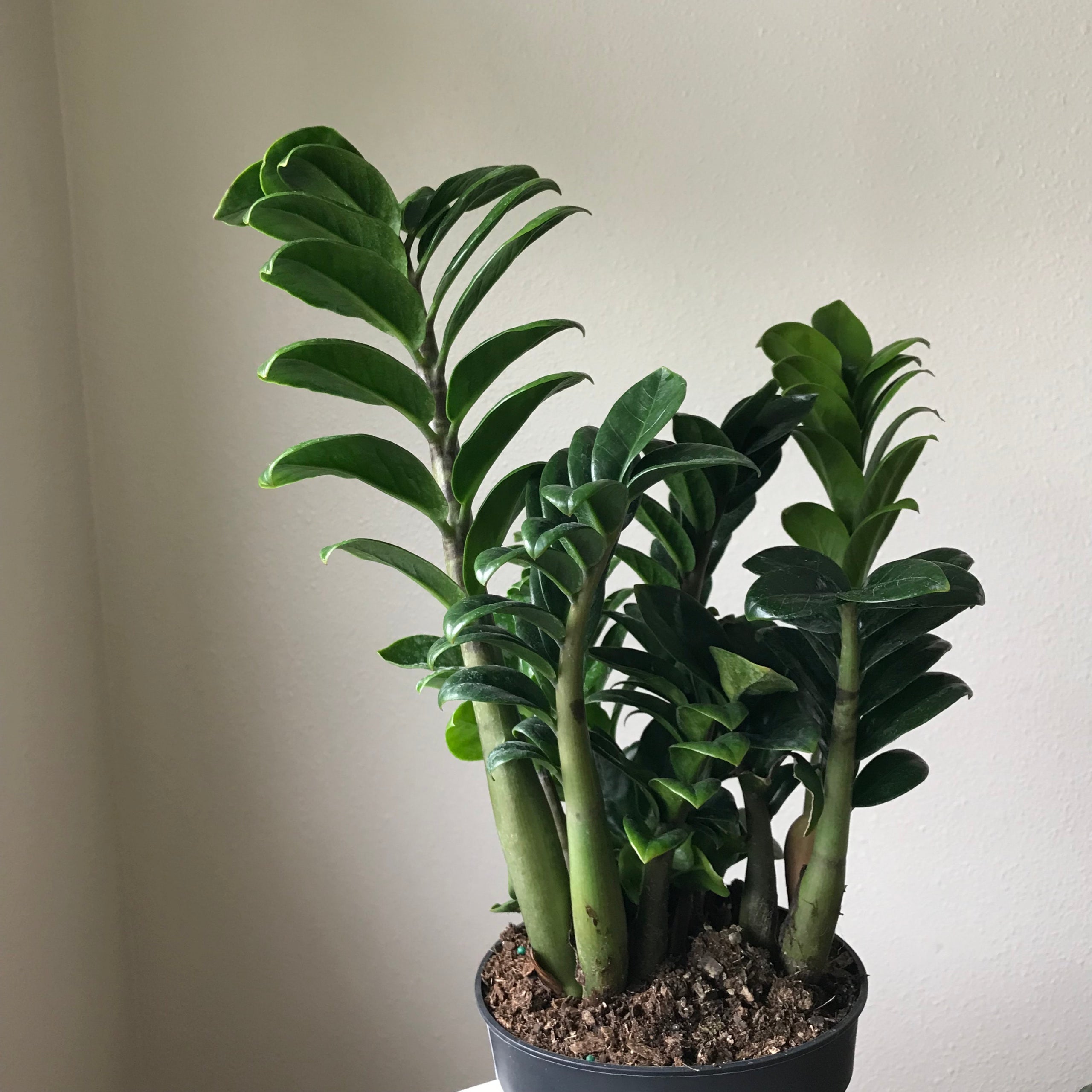 ZZ 'Zenzi' | Jade & Co