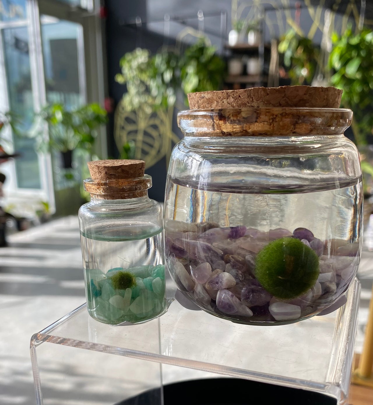 みぃこどん品　T. Succulent Form × Nizandaセット みぃこどん品 T. Succulent Form × Nizandaセット みぃこどん様専用品