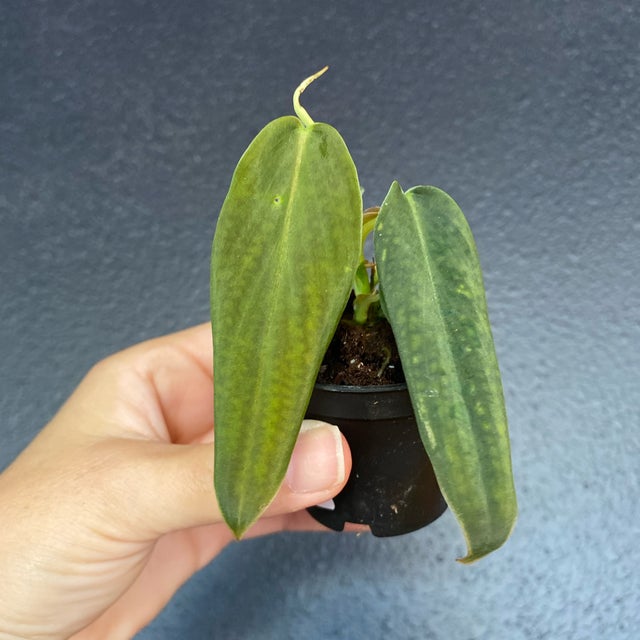 Wish list plants | Jade & Co