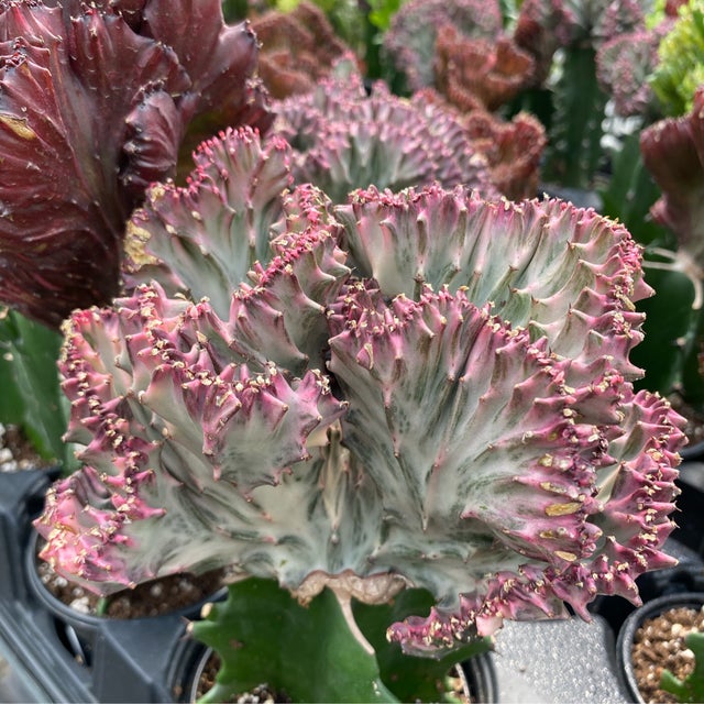 Succulents | Jade & Co