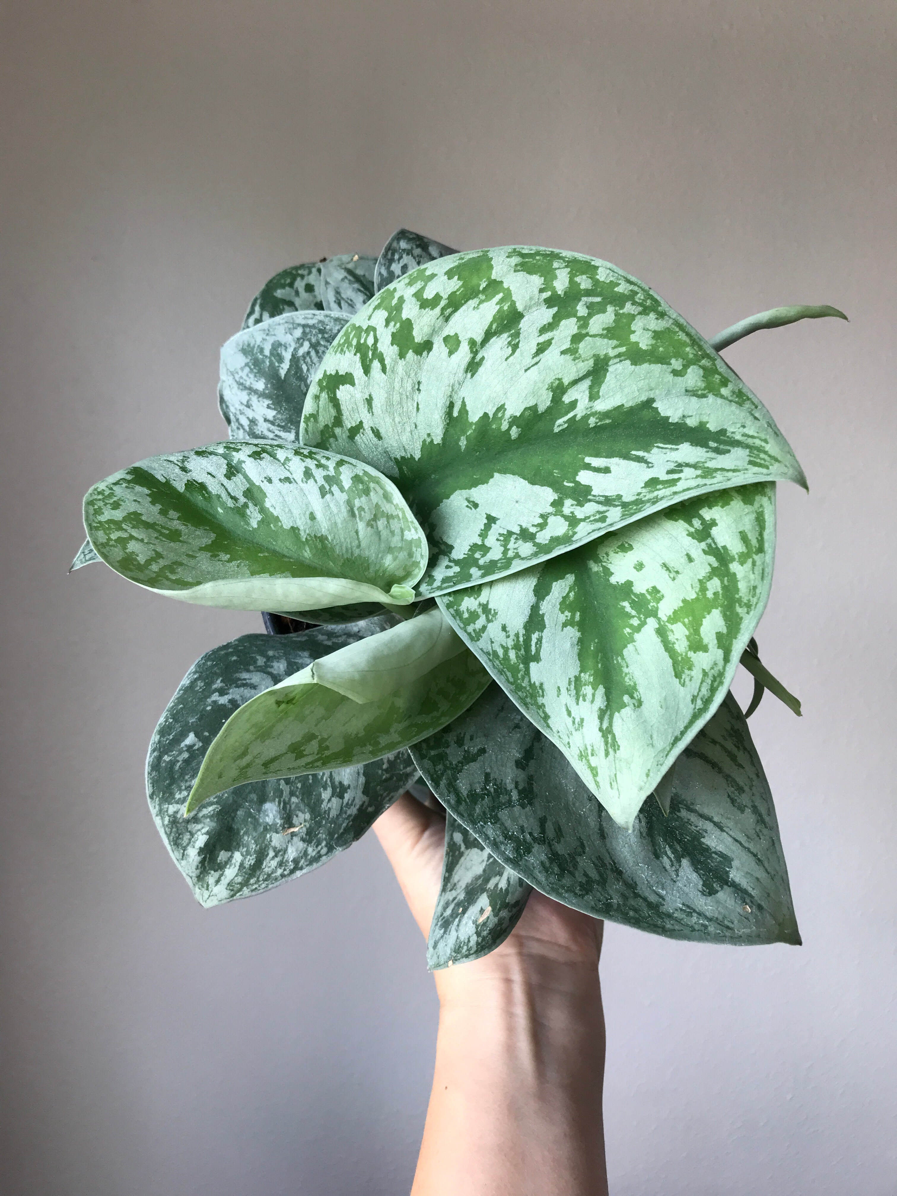 Scindapsus Scindapsus pictus 'Exotica' | Jade & Co