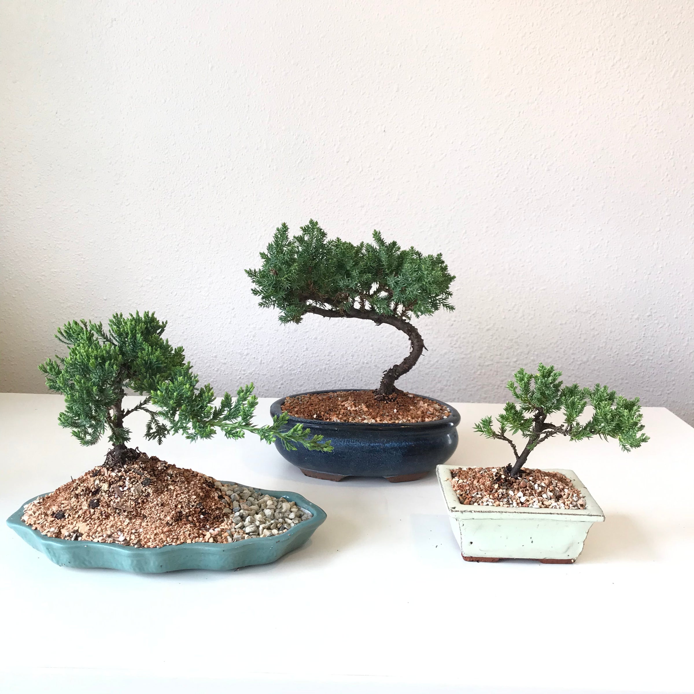 jade & co succulent boutique llc Assorted Crassula - Jade Plants Collection - 4 Inch