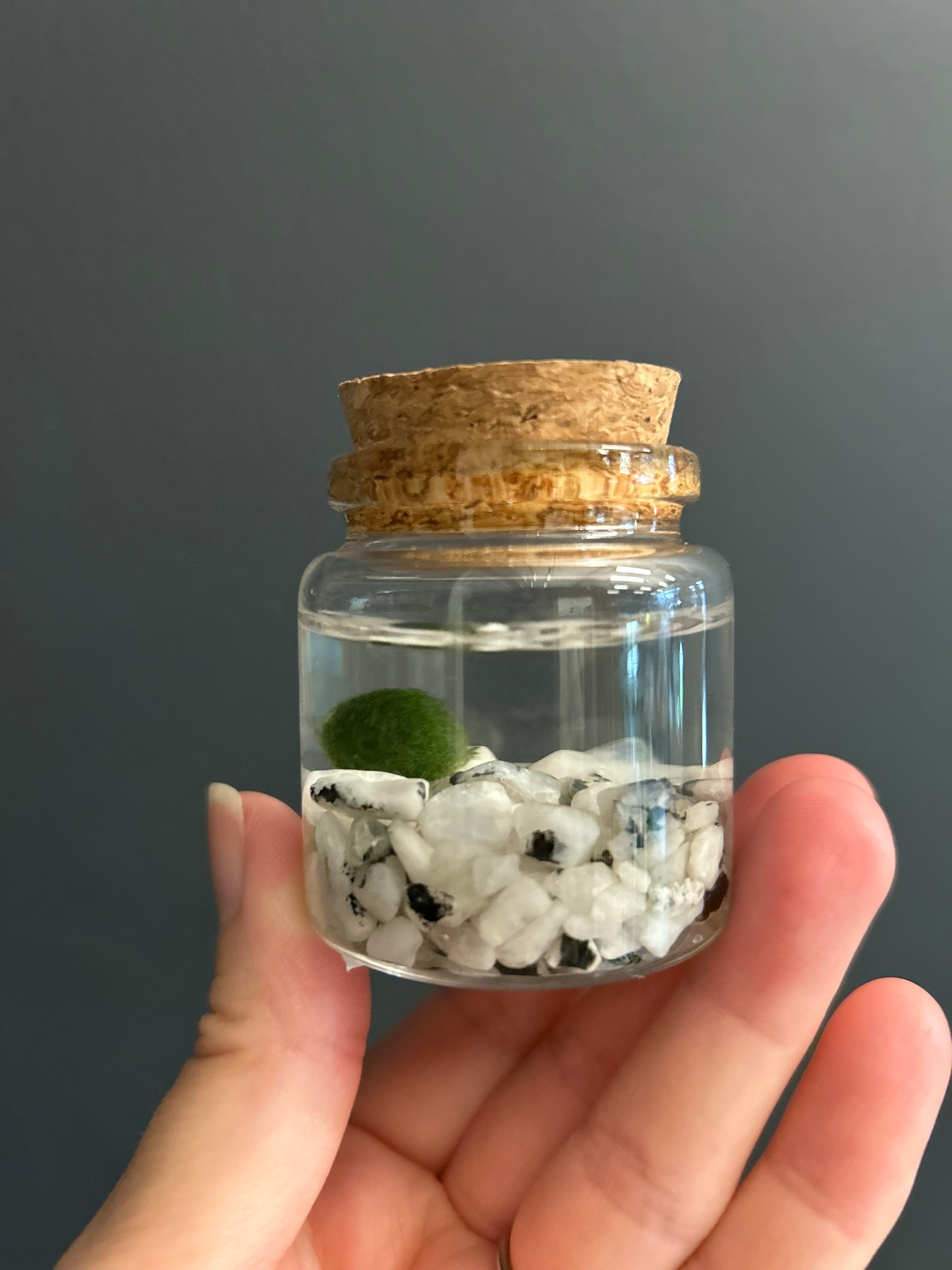 marimo Marimo Moss Amigos *Blind Box* | Jade & Co