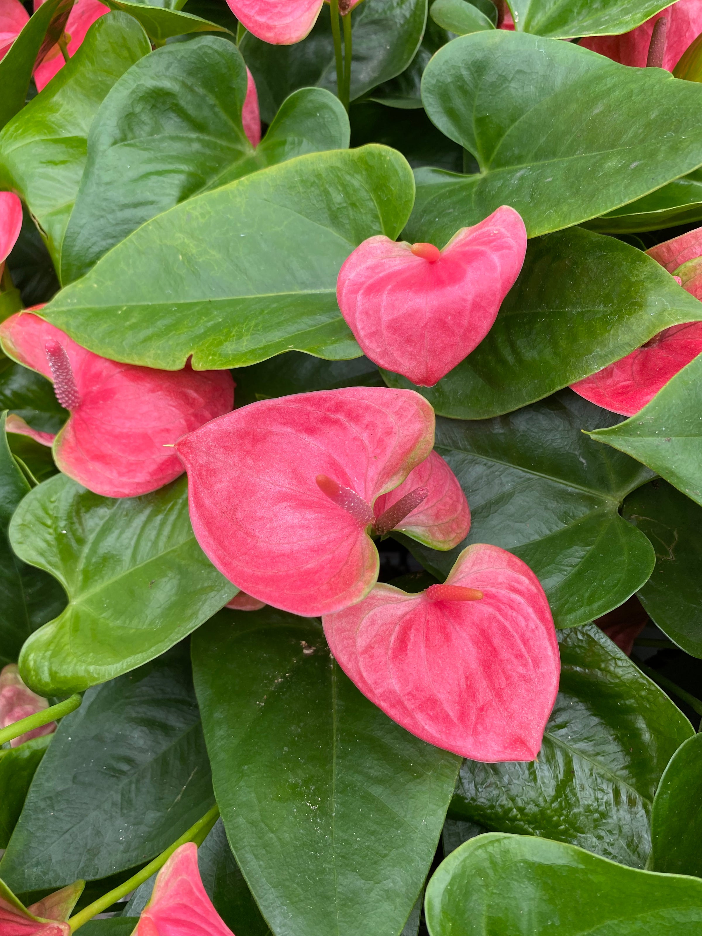 Anthurium andreanum 'Flamingo Flower' | Jade & Co
