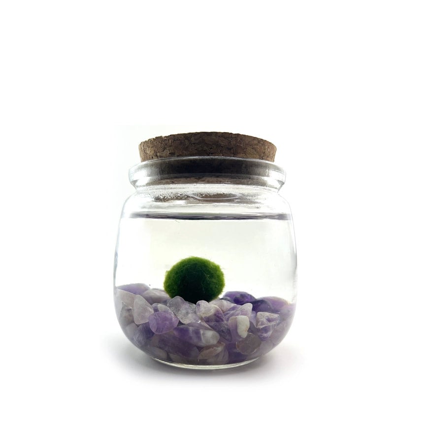 Marimo Moss Amigos *Blind Box* | Jade & Co