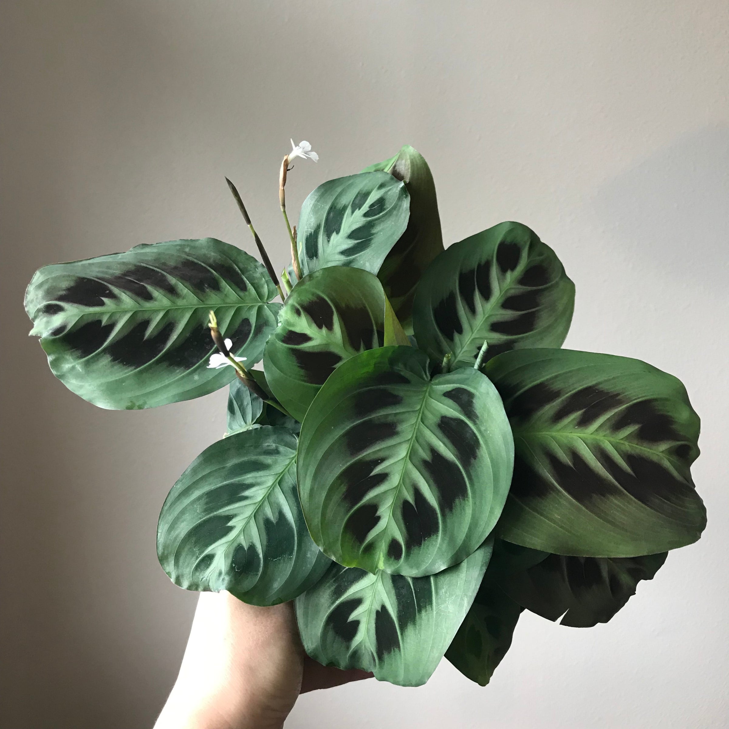 Maranta leuconeura | Jade & Co