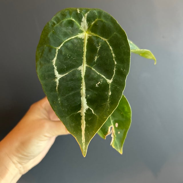 Wish list plants | Jade & Co