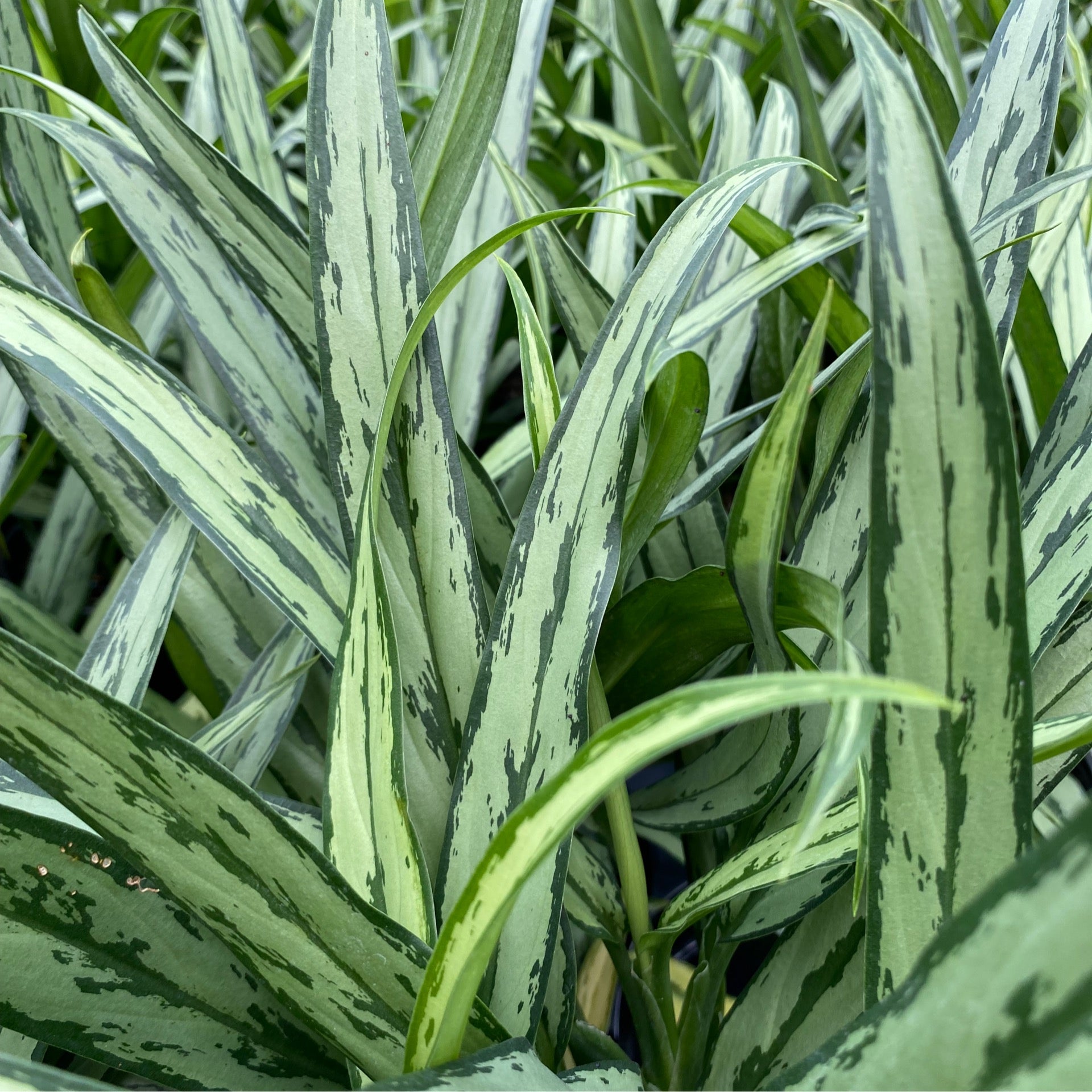 Aglaonema 'Juliette' | Jade & Co
