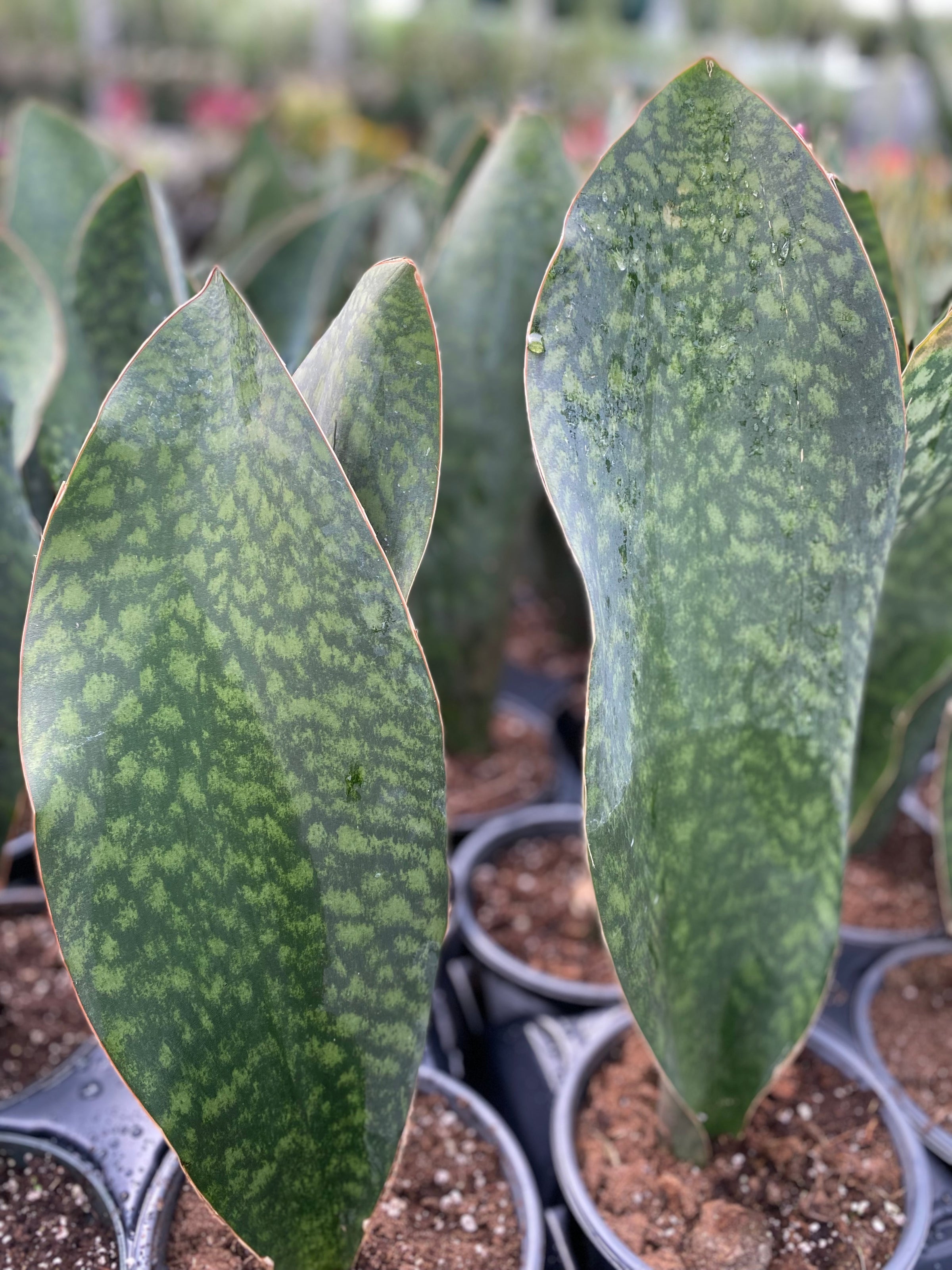 Sansevieria masoniana 'Whale Fin'