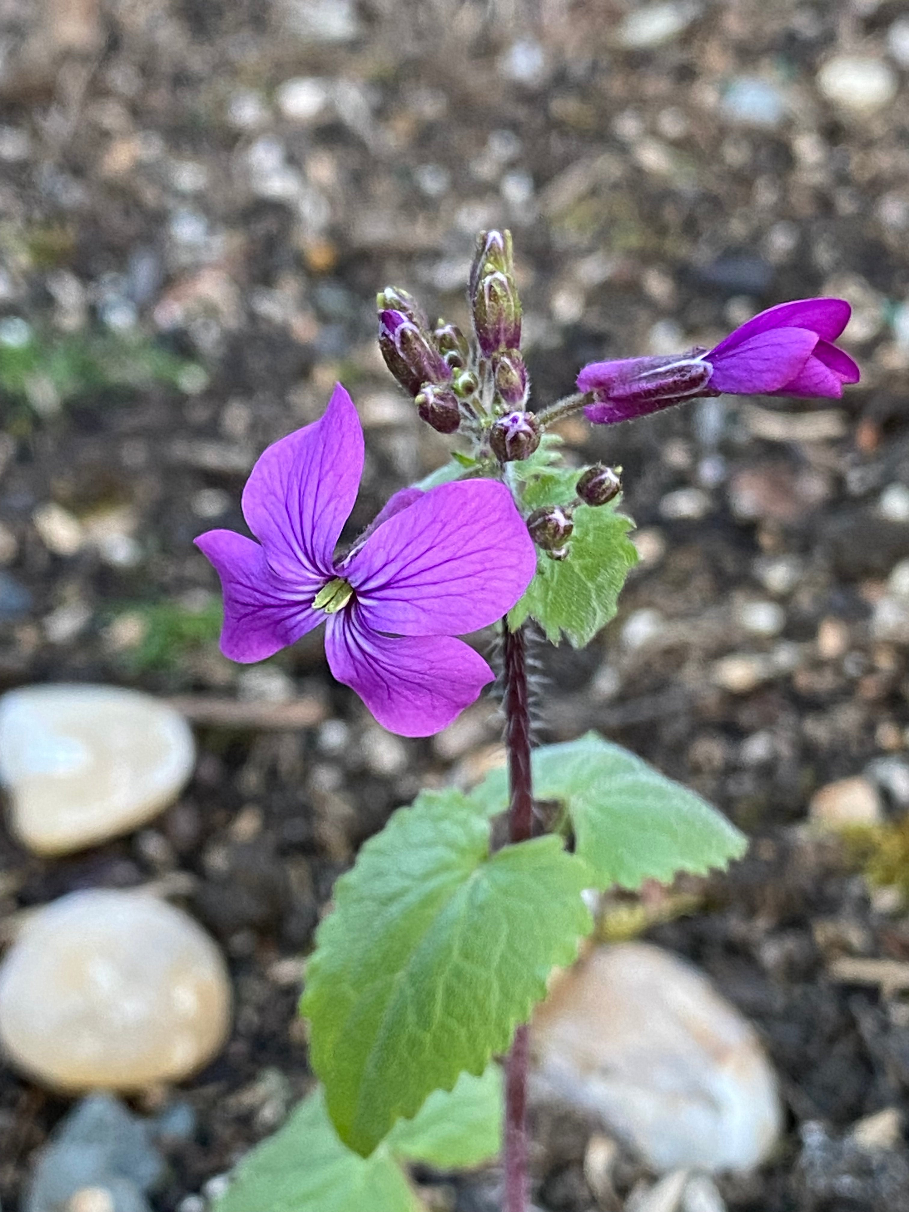 Lunaria annua 'Silver Dollar' seeds | Jade & Co
