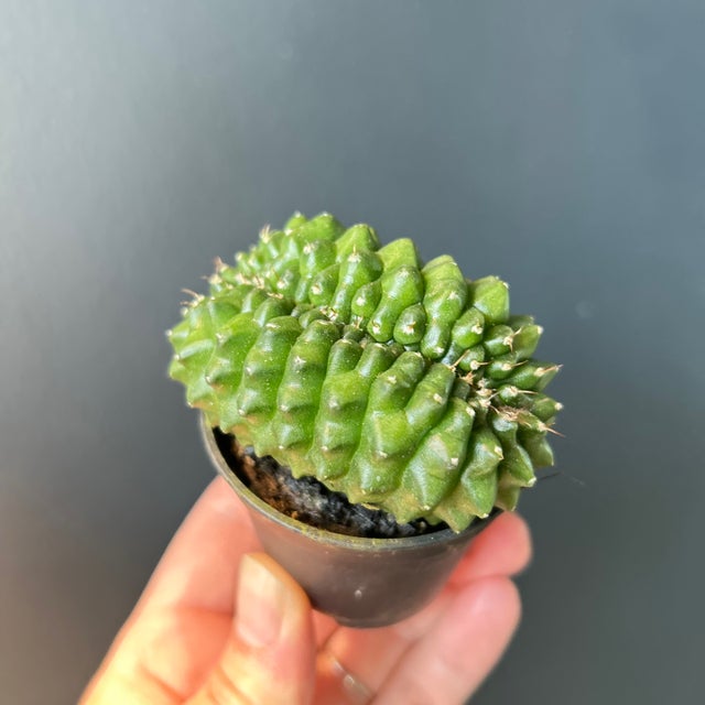Succulents | Jade & Co