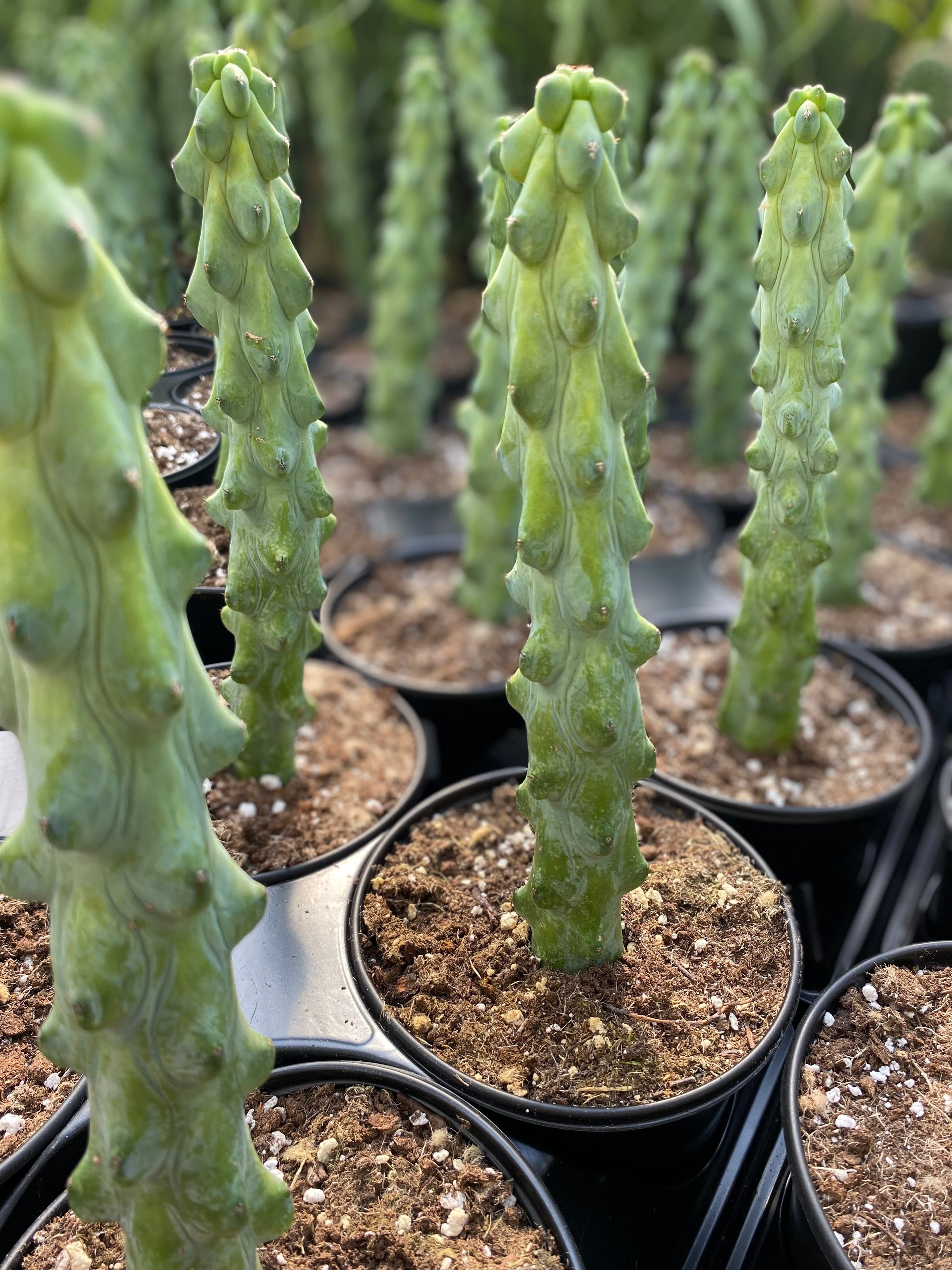 calathea kerchoveana Maranta Kerchoveana | Green Prayer Plant | 4