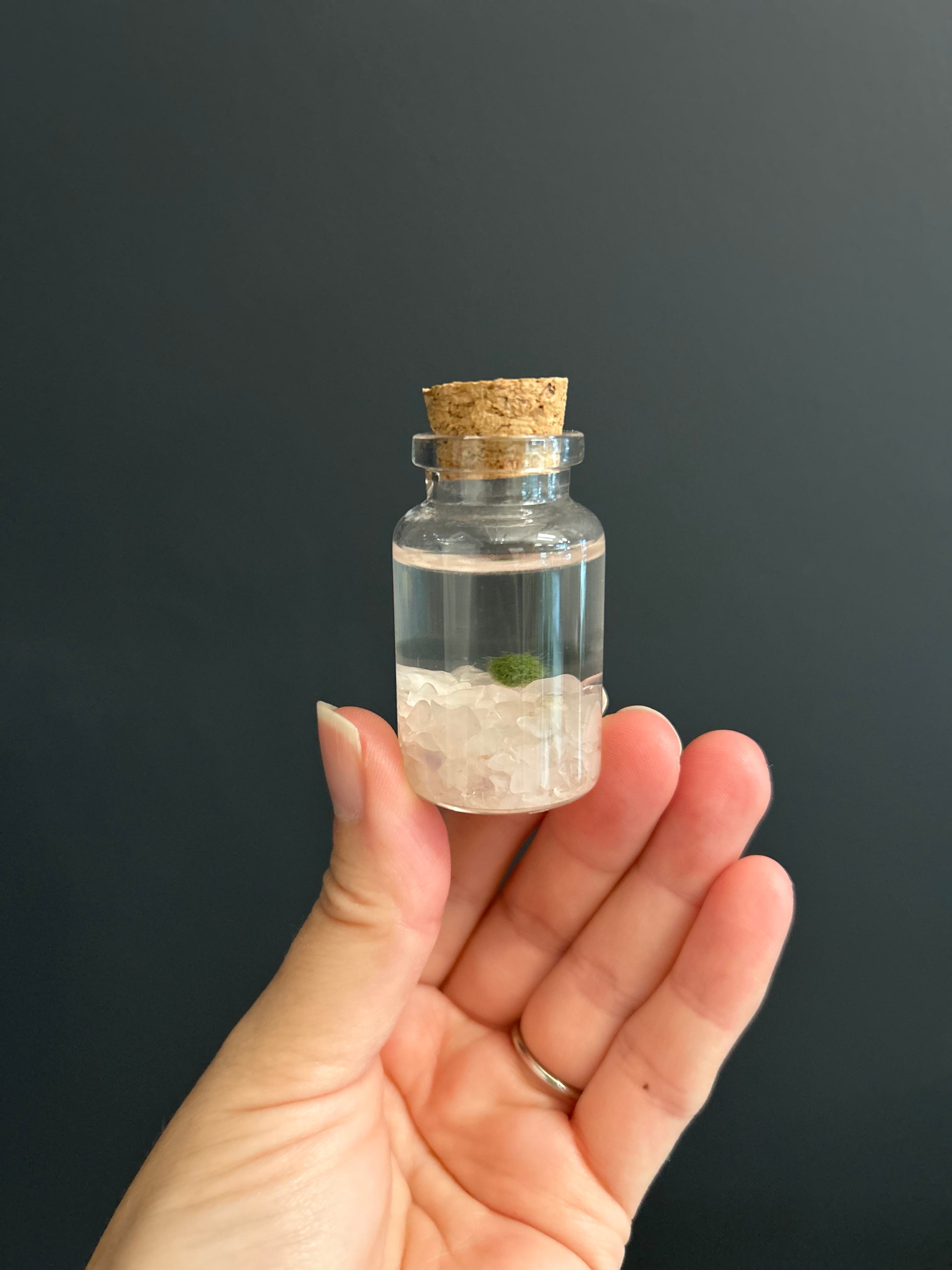 Marimo Moss Amigos *Blind Box* | Jade & Co