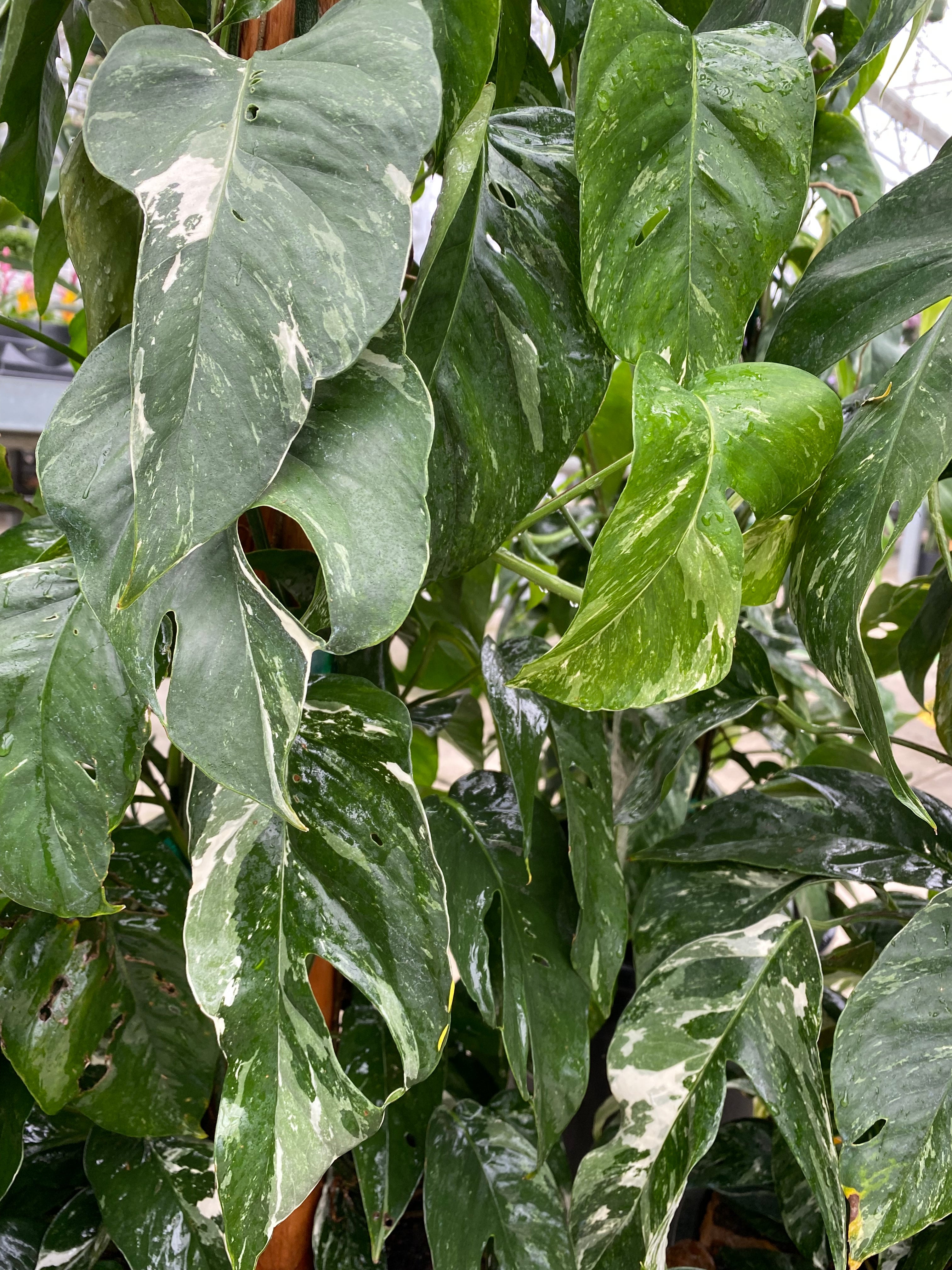 Epipremnum pinnatum 'Albo Variegata'