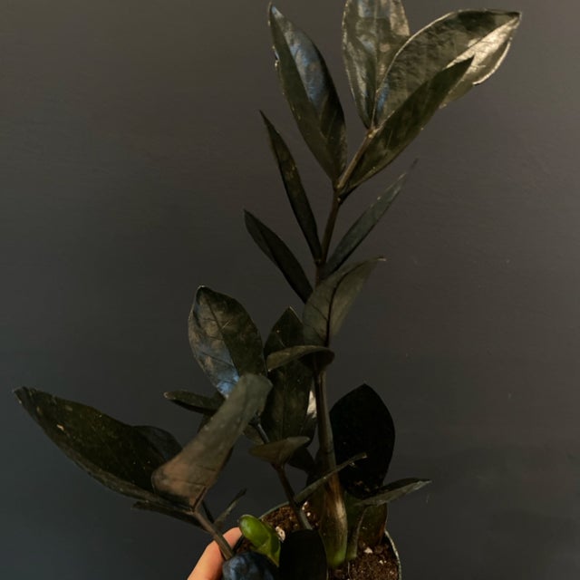 Houseplants | Jade & Co