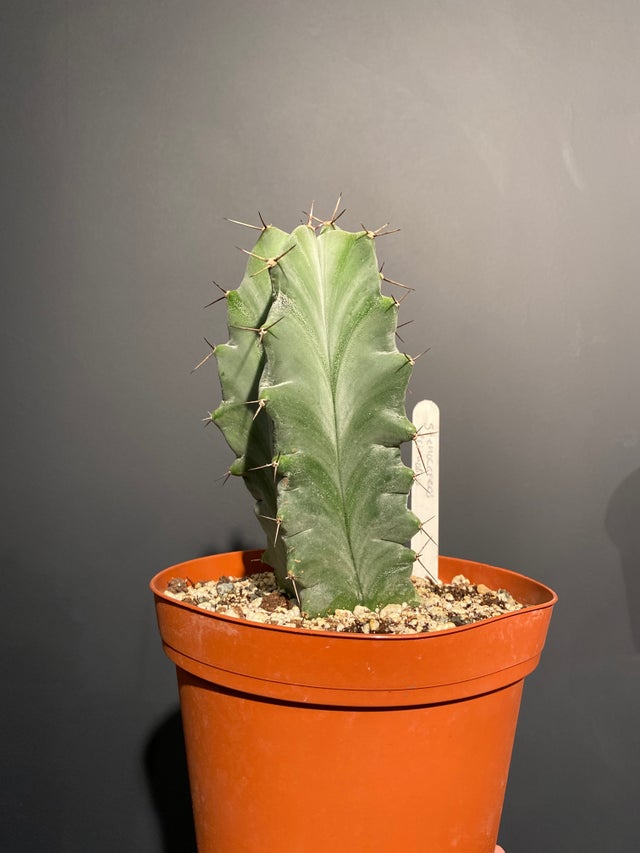 Succulents | Jade & Co