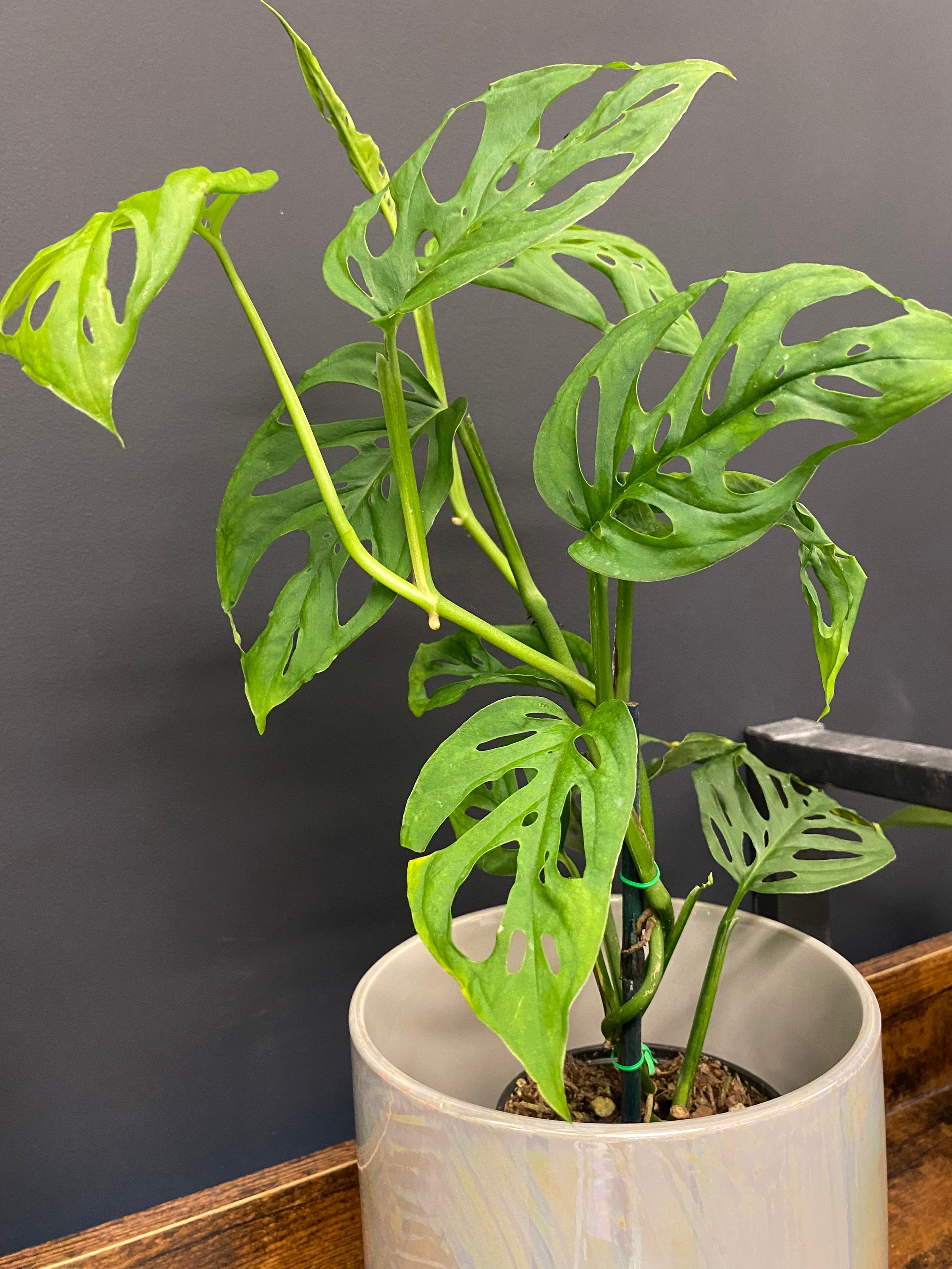 Monstera obliqua var. 'Expilata' | Jade & Co