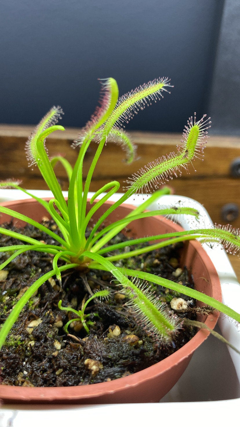 Drosera capensis 'Octopus Plant' | Jade & Co