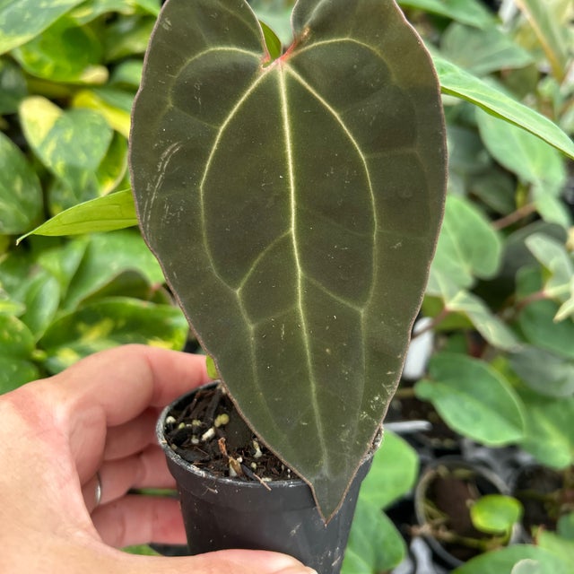 Houseplants | Jade & Co