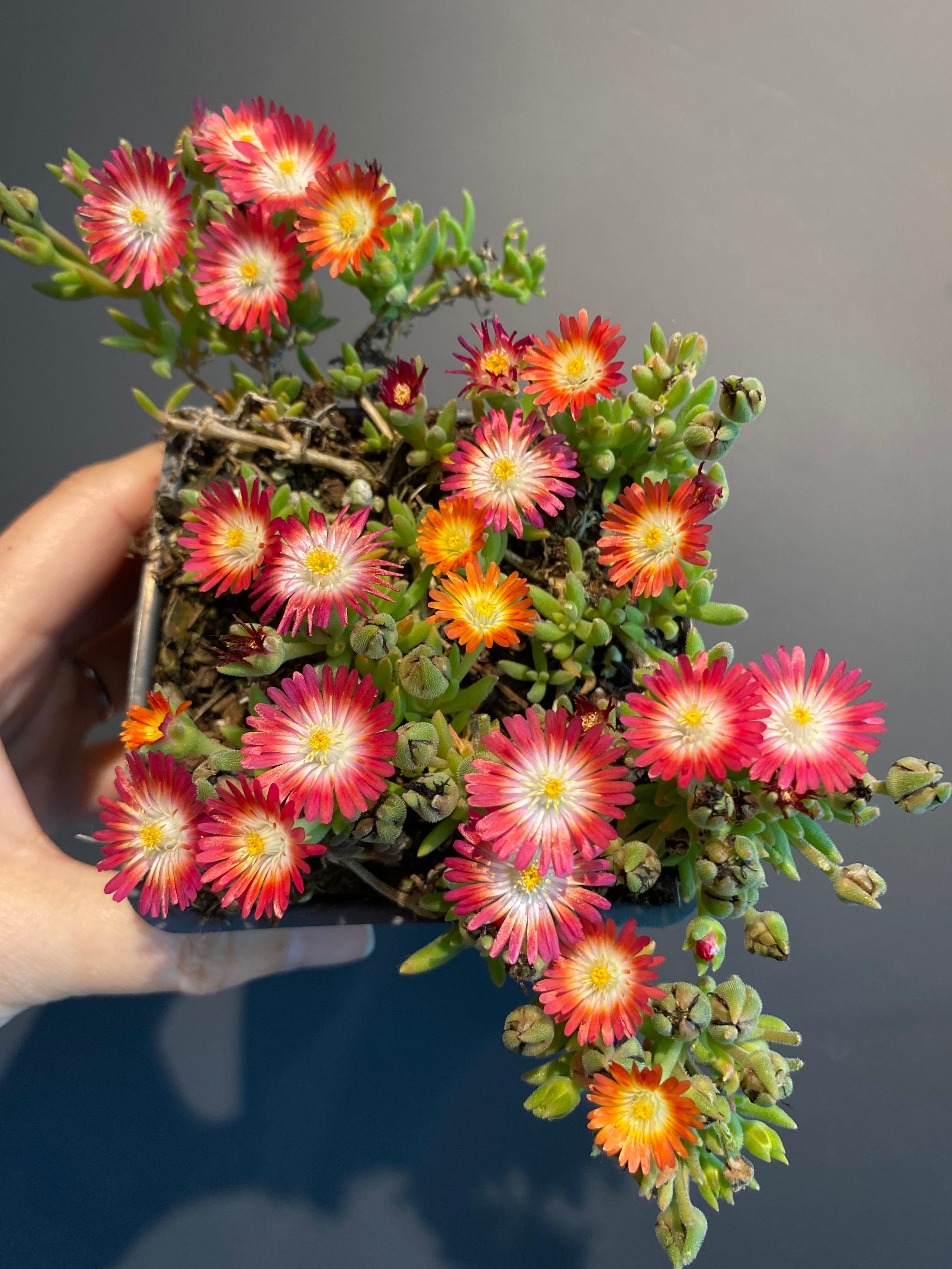 Delosperma 'Jewel of Desert' | Jade & Co